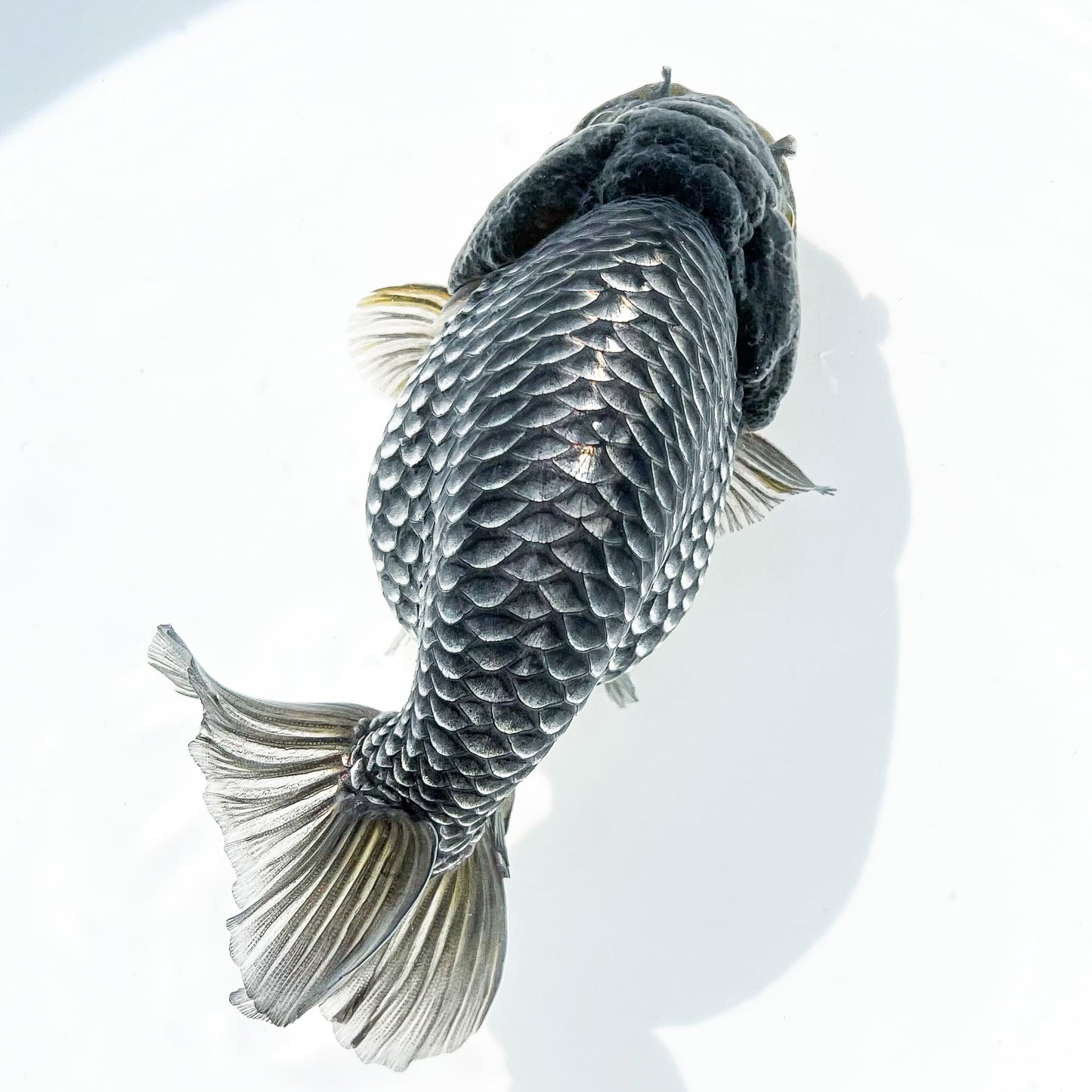 Dragon Scale Ranchu Goldfish | Exotic Premium Fancy Goldfish