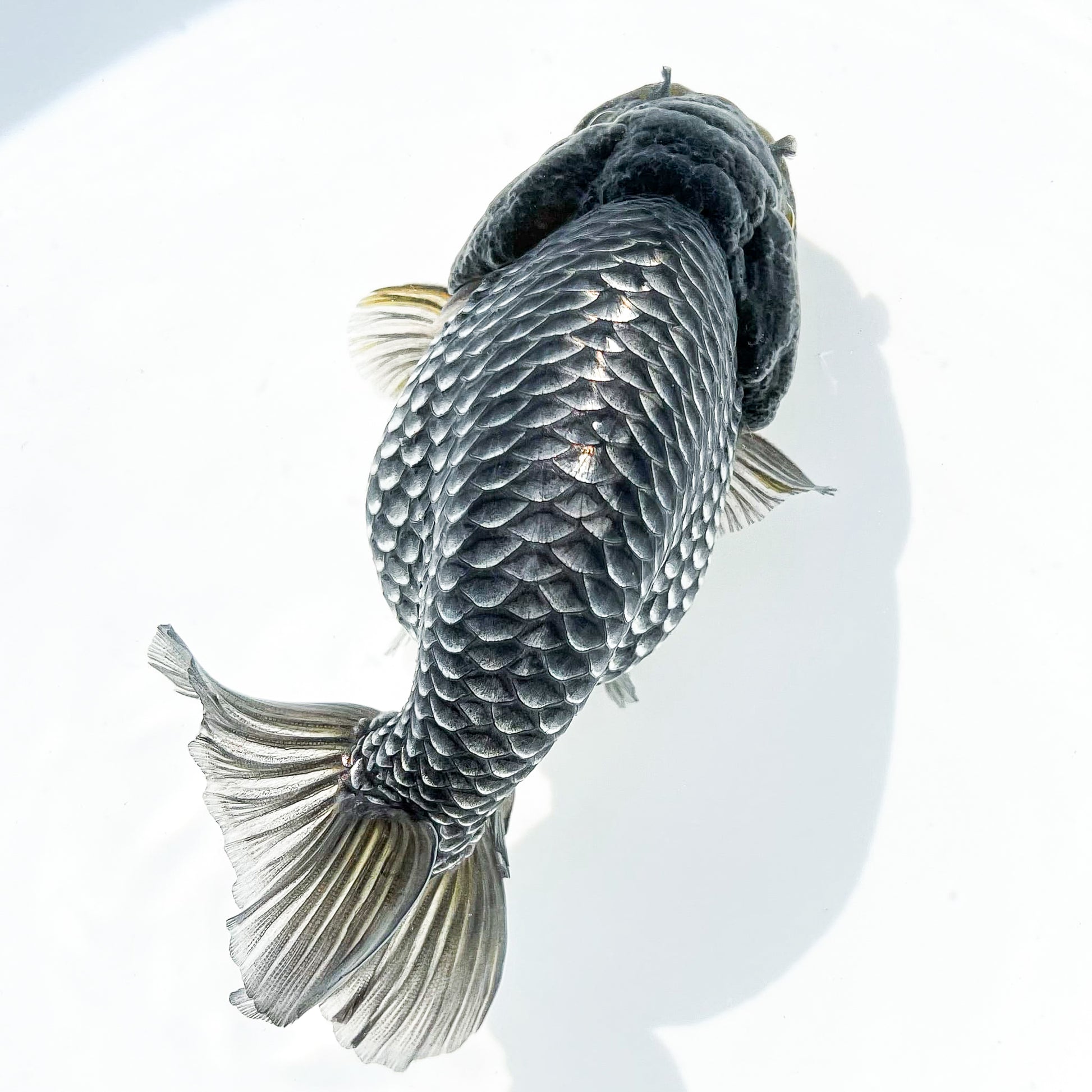 Dragon Scale Ranchu Goldfish | Exotic Premium Fancy Goldfish