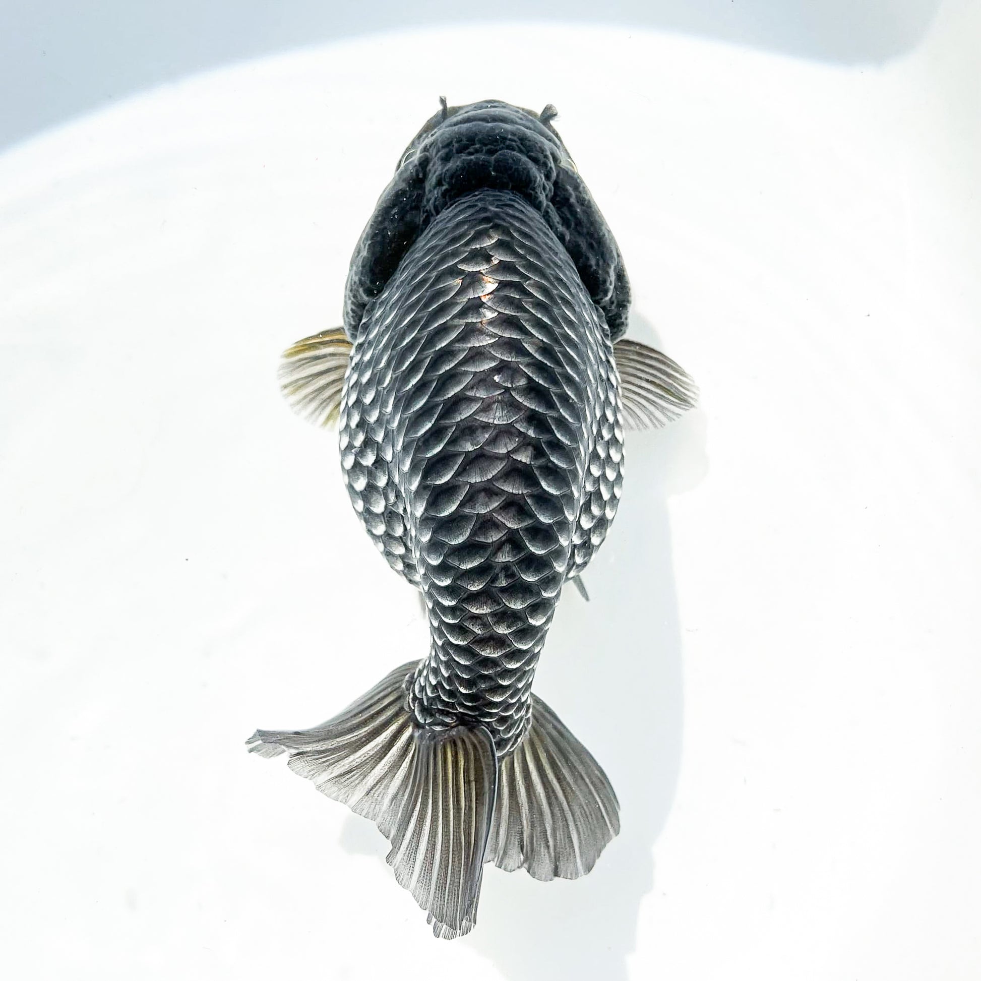 Dragon Scale Ranchu Goldfish | Exotic Premium Fancy Goldfish