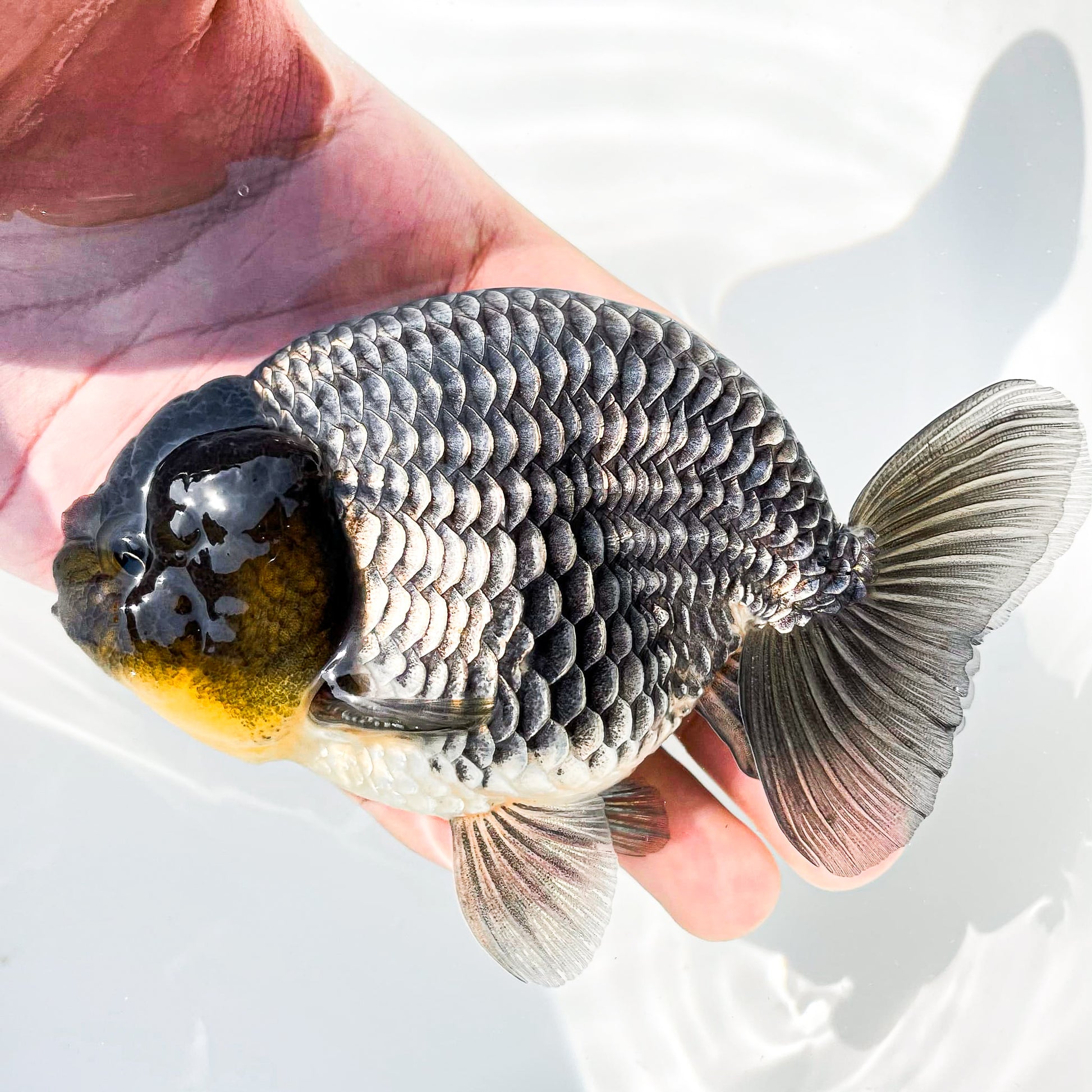 Dragon Scale Ranchu Goldfish | Exotic Premium Fancy Goldfish