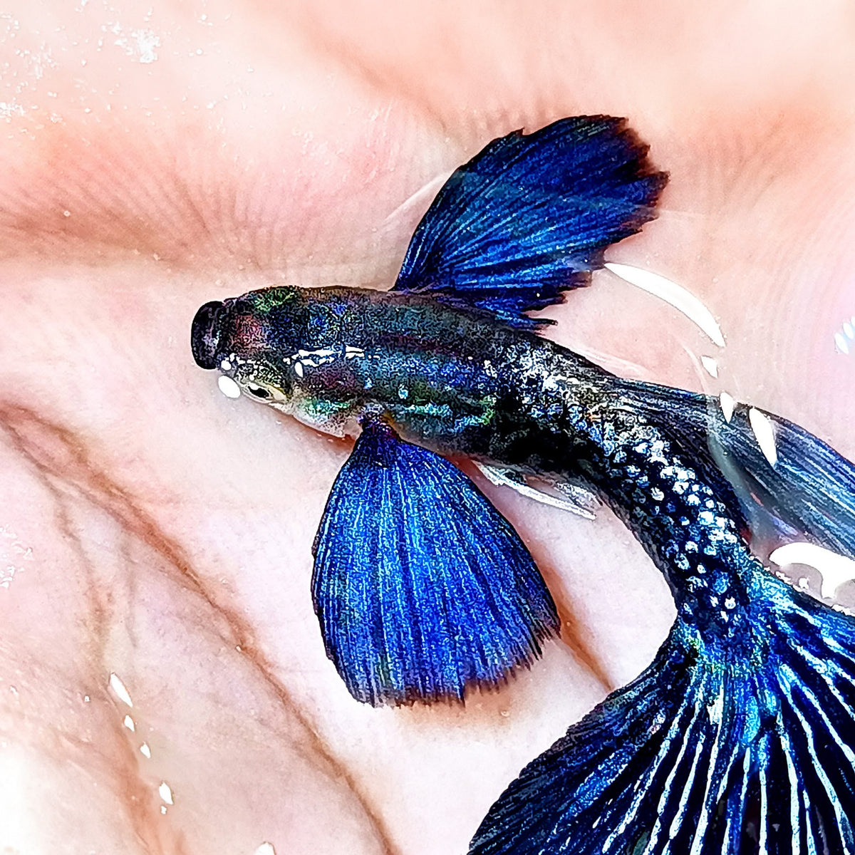 Dumbo Blue Dragon Guppy Fish