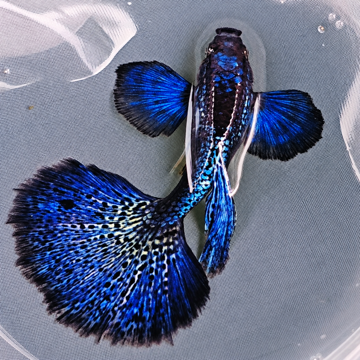 Dumbo Blue Dragon Guppy Fish