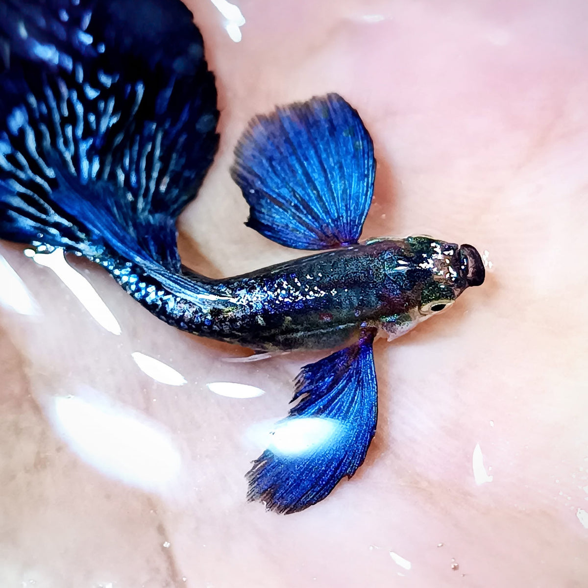 Dumbo Blue Dragon Guppy Fish
