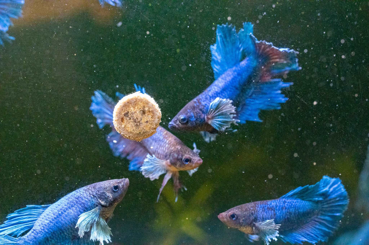 Dumbo Blue Female Betta Fish Sorority Group