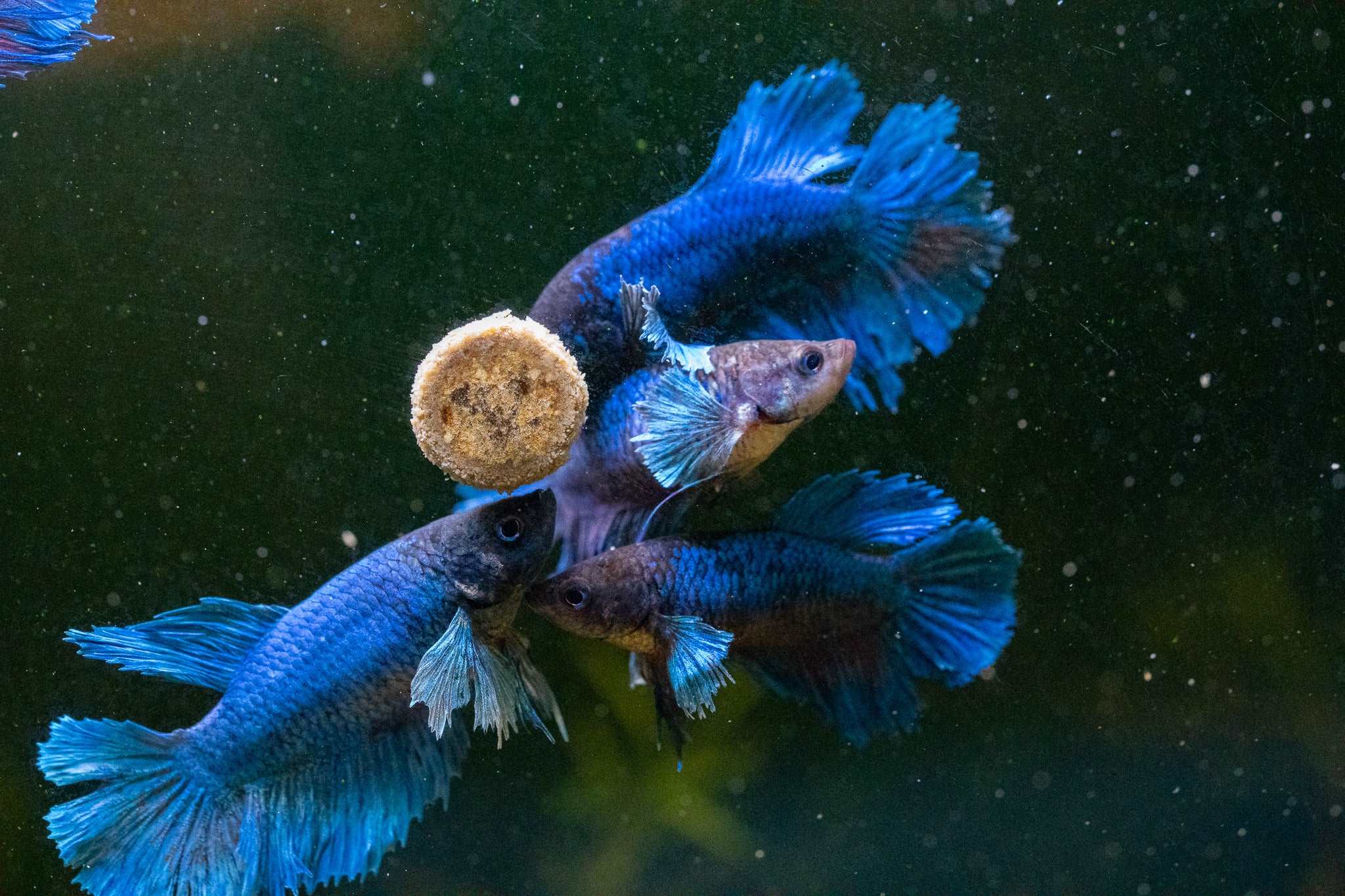 Shops female blue betta