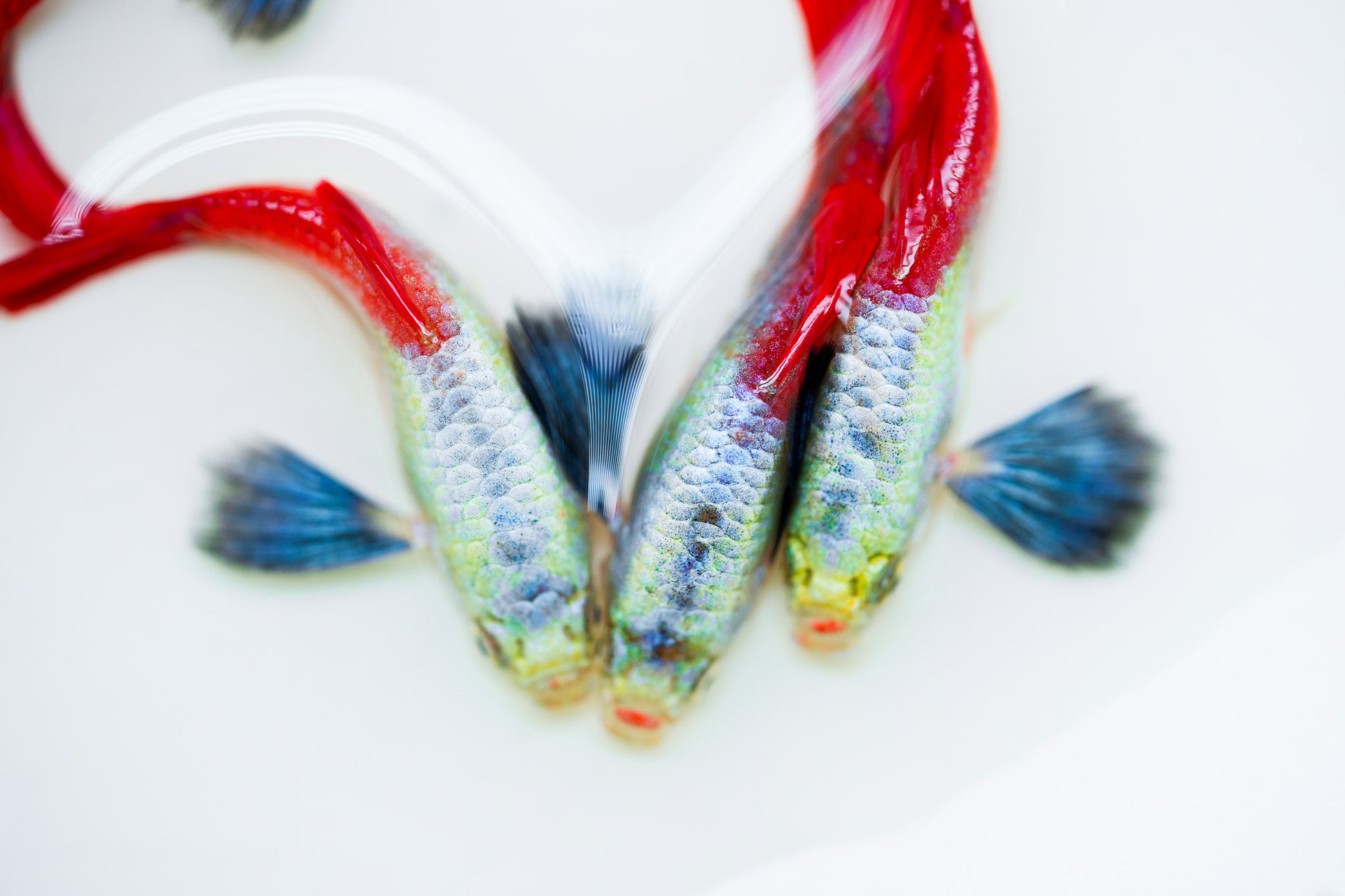 Dumbo Red Tail Guppy Fish | Tropicflow