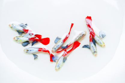 Dumbo Red Tail Guppy Fish | Tropicflow