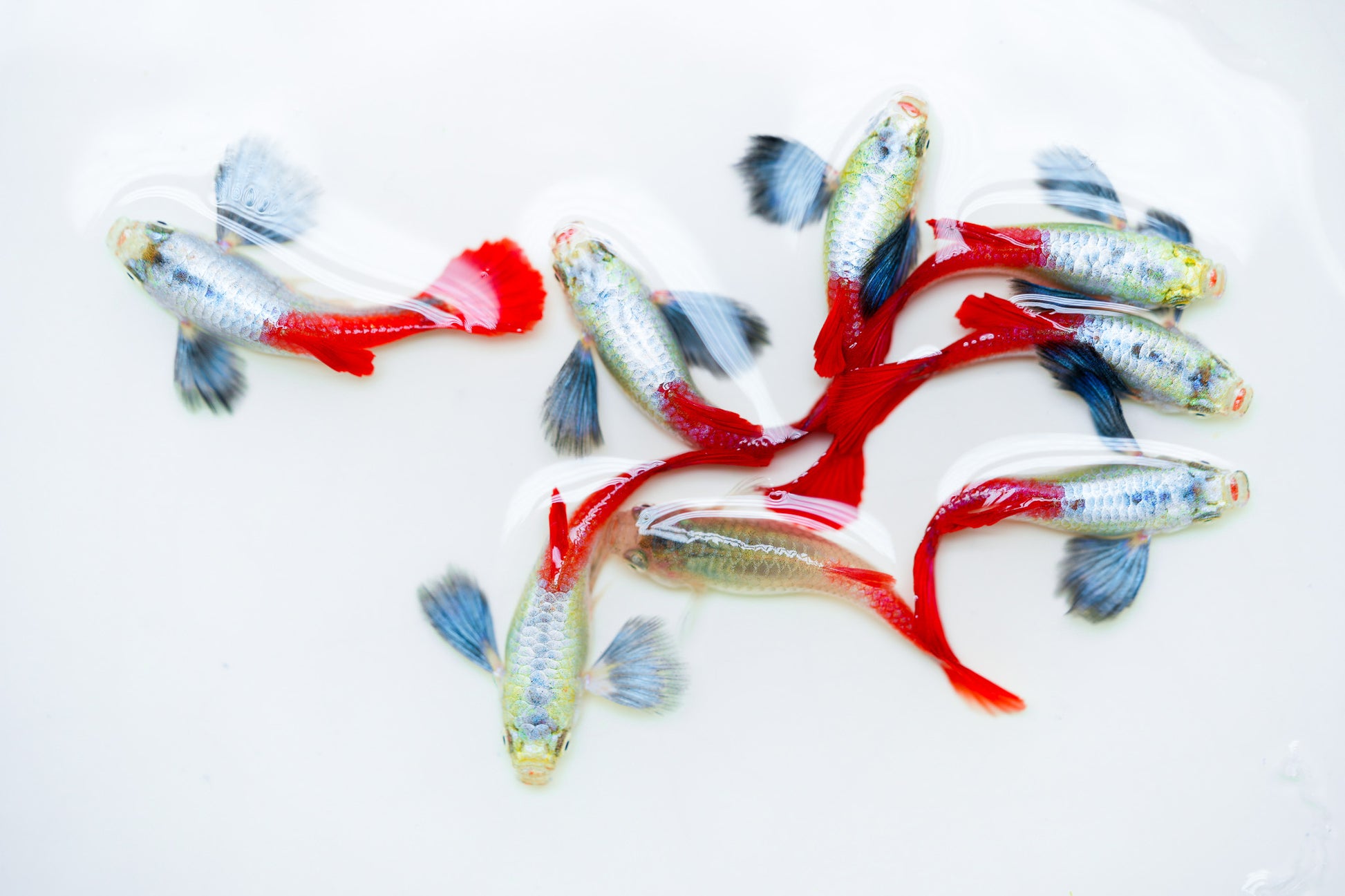 Dumbo Red Tail Guppy Fish | Tropicflow