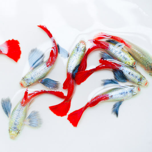 Dumbo Red Tail Guppy Fish | Tropicflow