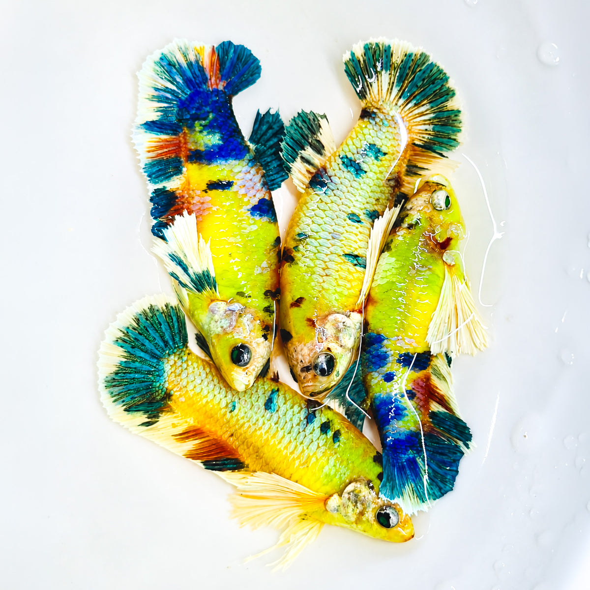 Dumbo Koi Neon Female Betta Fish