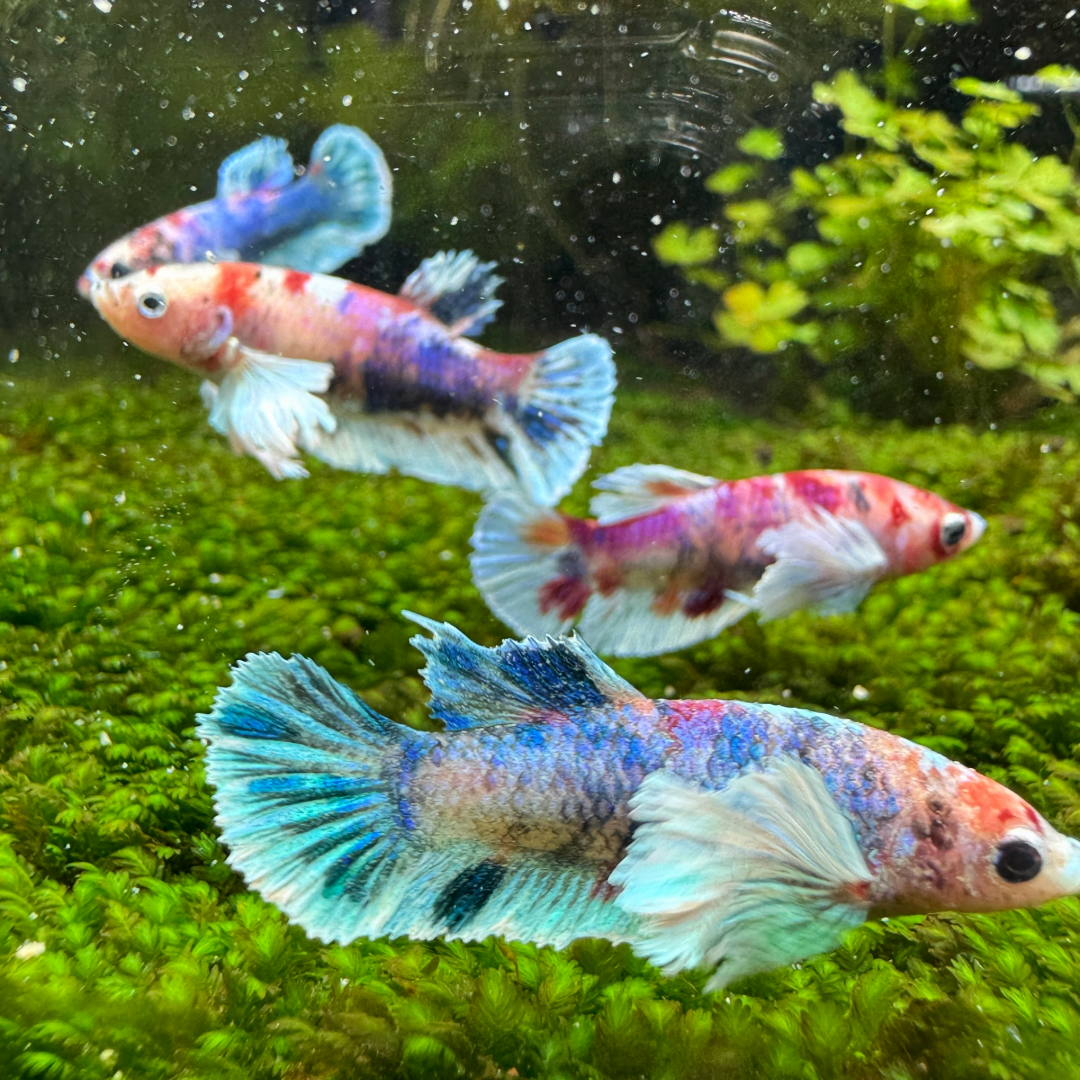 Dumbo Nemo Female Betta Fish Sorority