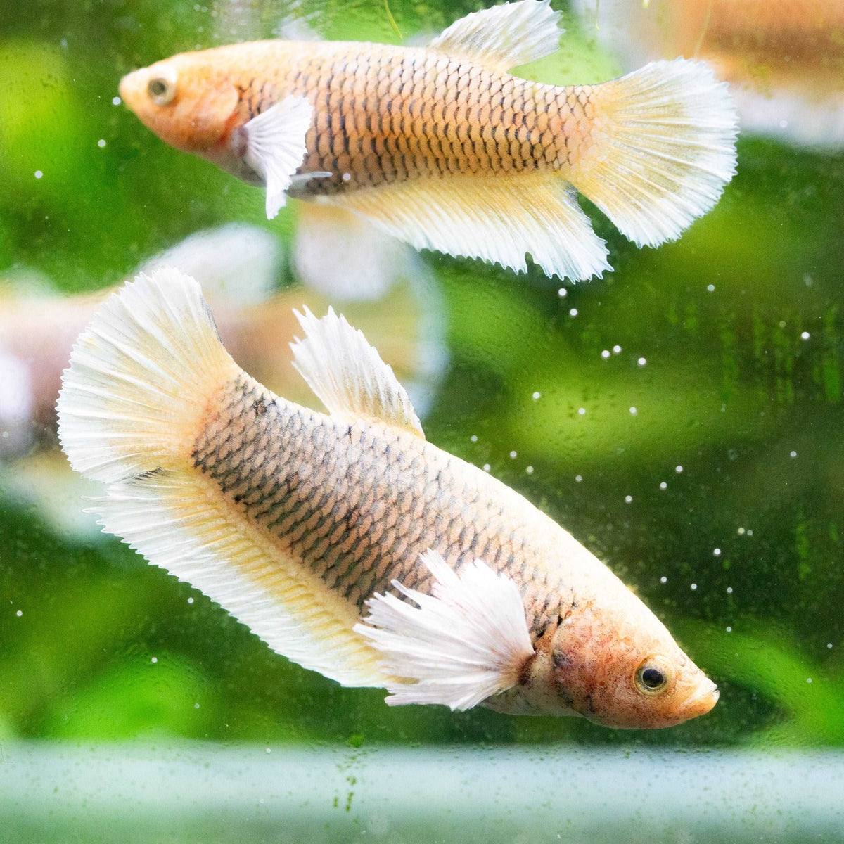 Dumbo Pineapple Female Betta Fish Sorority | Tropicflow