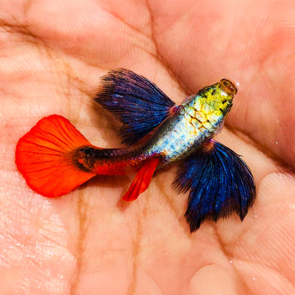 Dumbo Red Tail Guppy Fish
