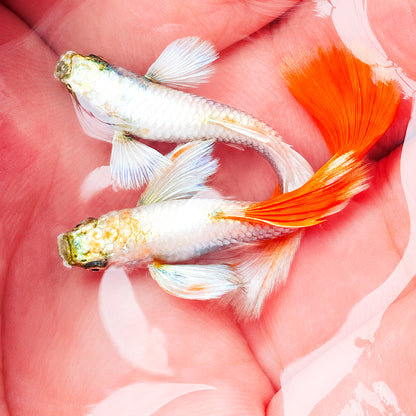 Dumbo Santa Claus Guppy Fish