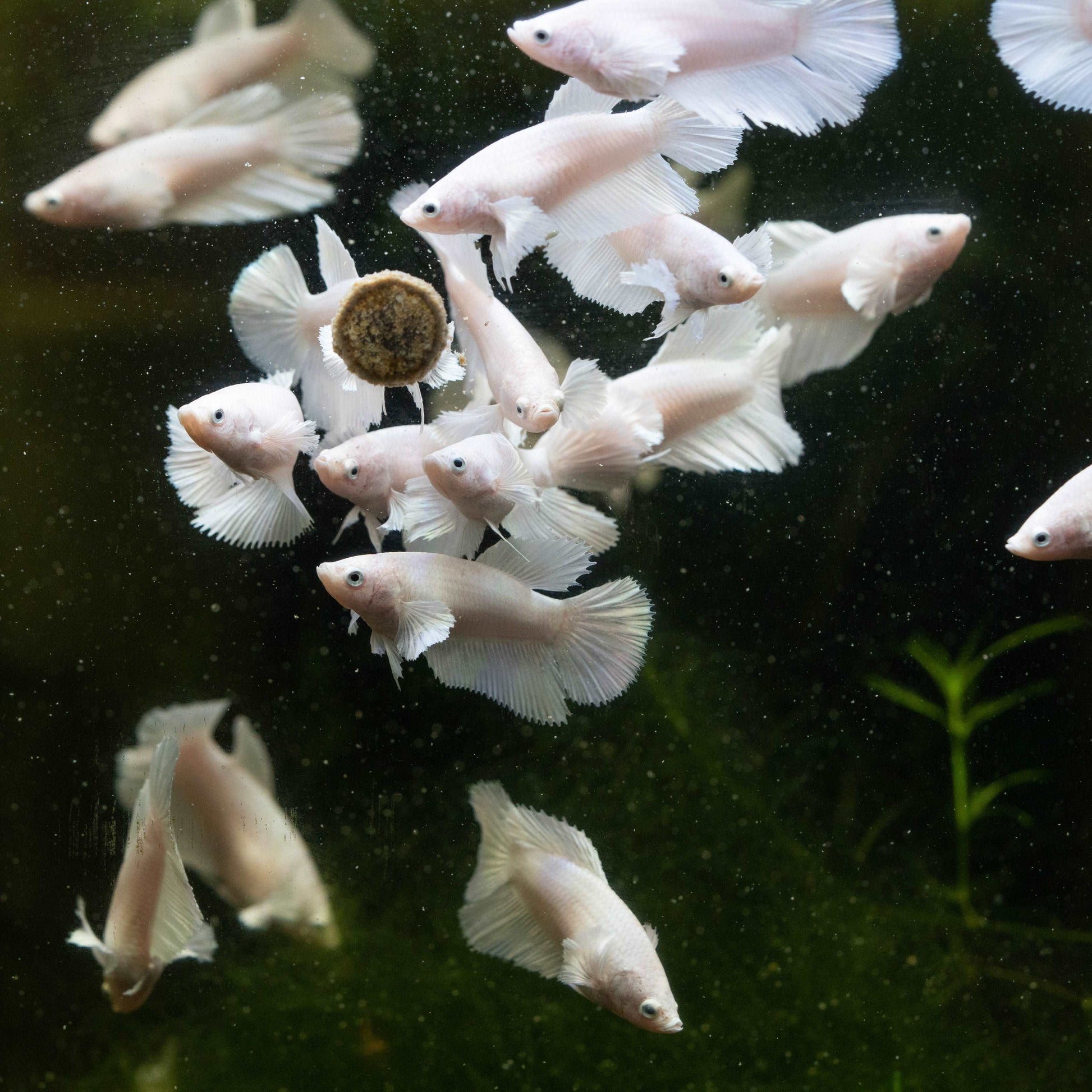 Female Betta Fish Dumbo White Sorority Group