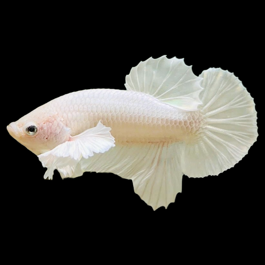 Super White Dumbo Ear Plakat Male Betta Fish