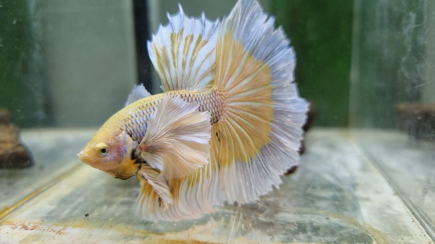 Dumbo Yellow Pineapple Halfmoon Betta Fish