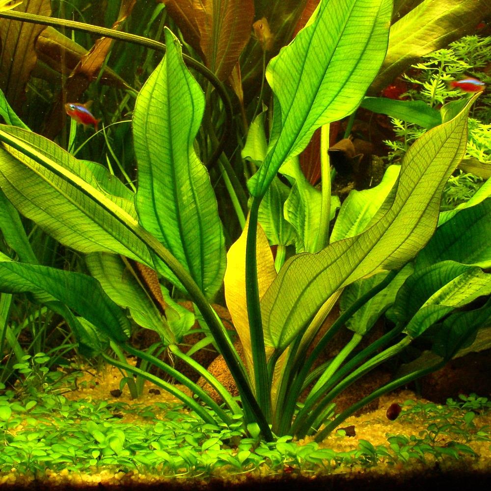 Aquatic Echinodorus Plant