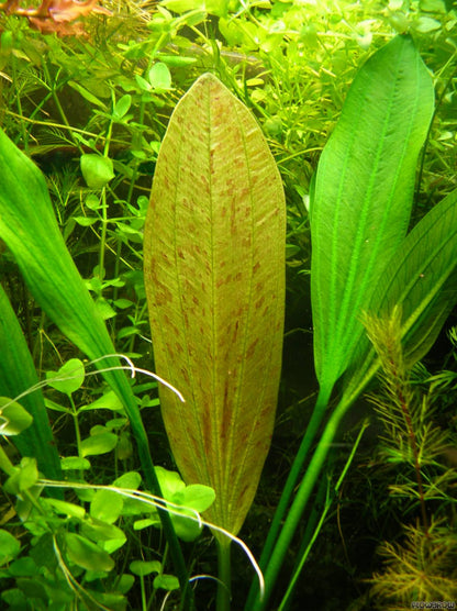 Echinodorus Grandifolius Aquatic Plant