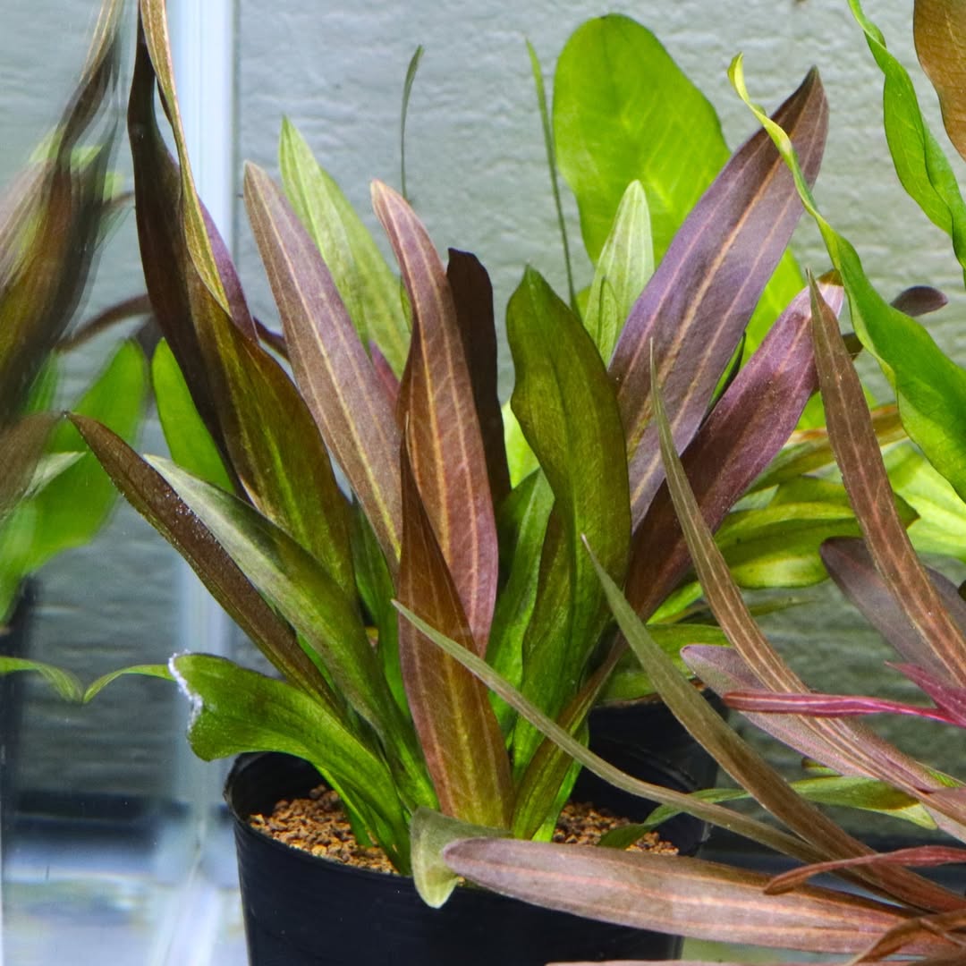 Aquatic Echinodorus Plant