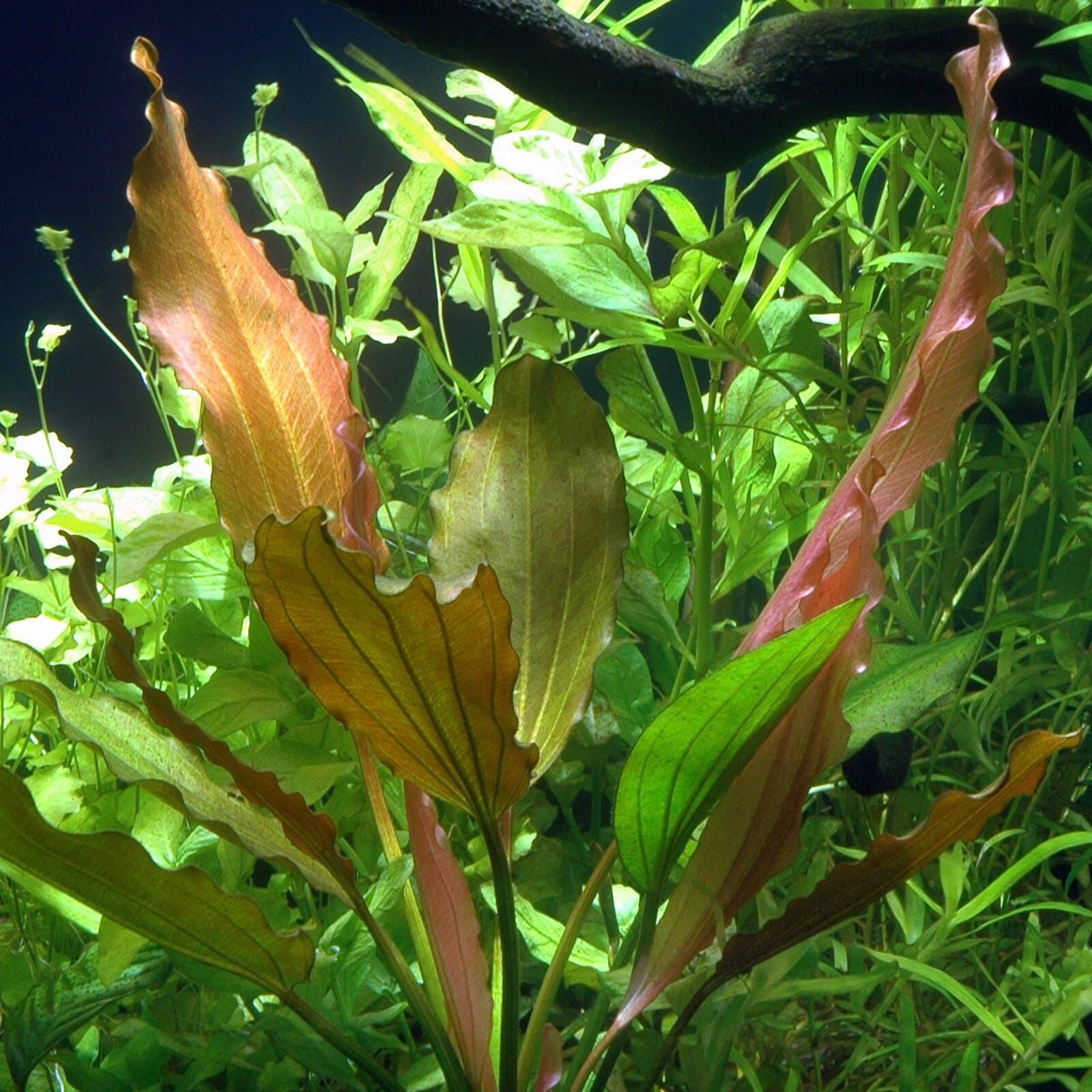 Echinodorus Rose Aquatic Plant