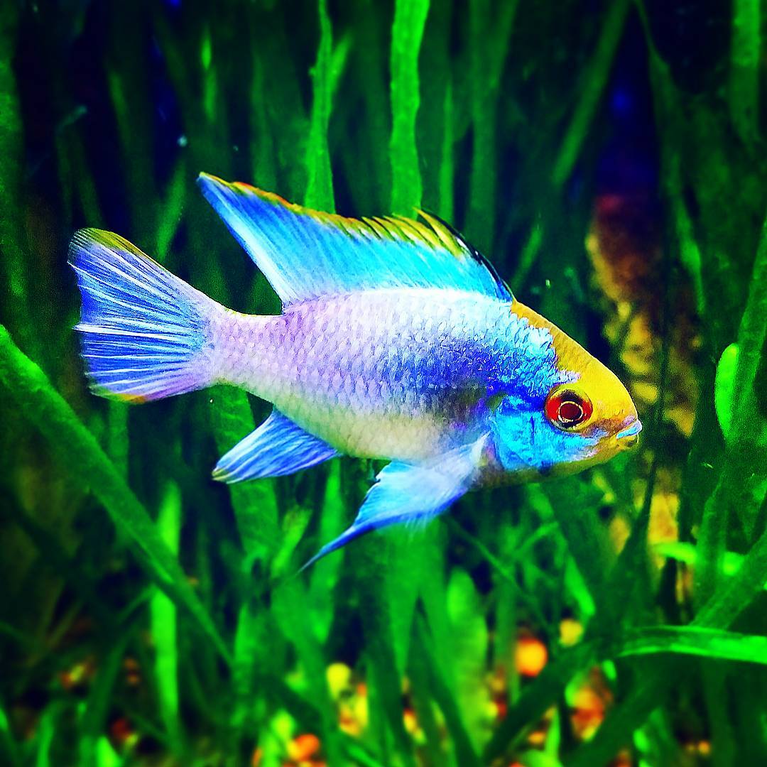 Electric Blue Ram Cichlid Vibrant Freshwater Fish