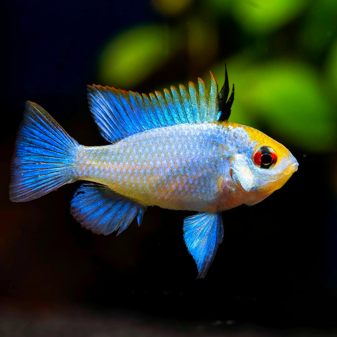 Electric Blue Ram Cichlid