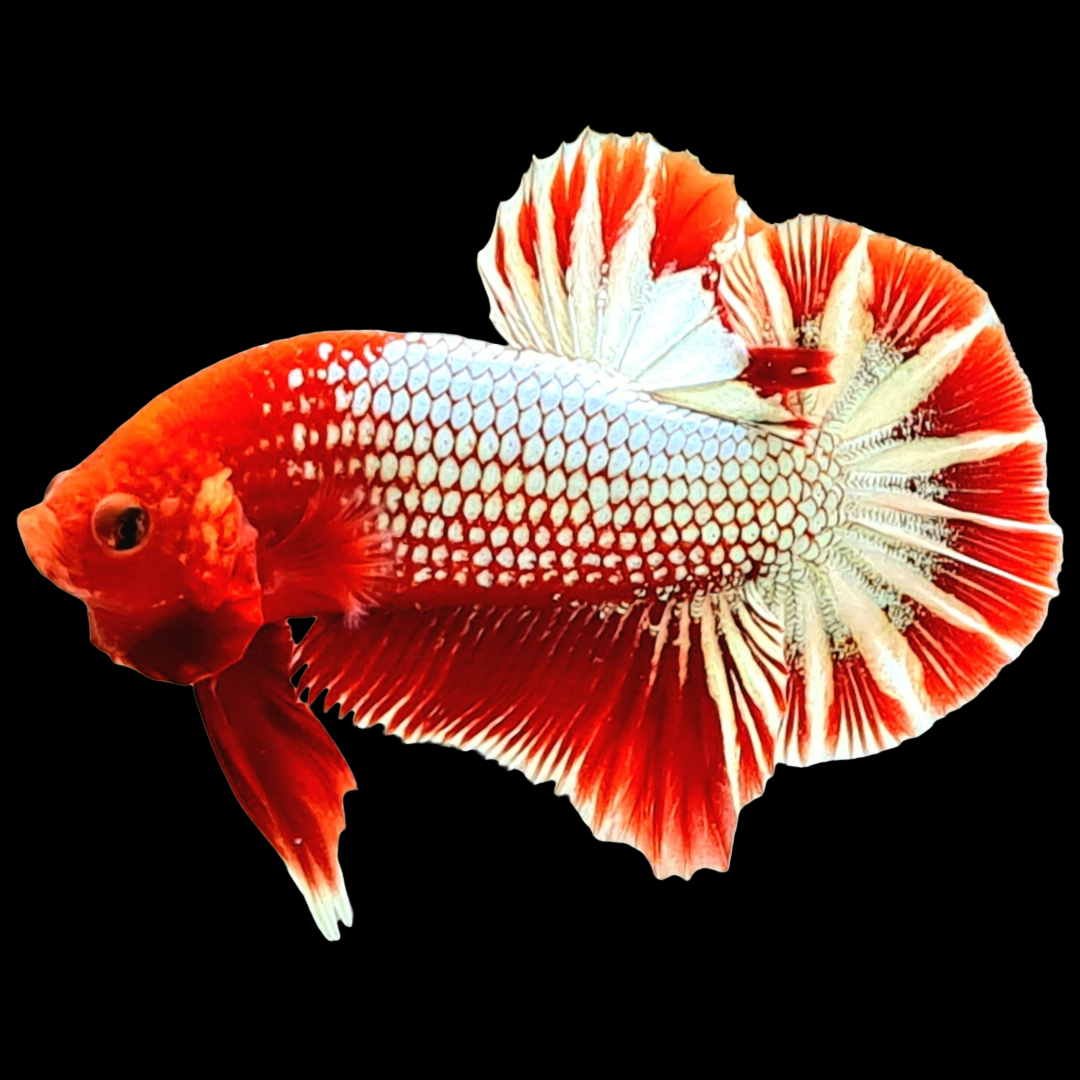 Fancy Copper Red Hellboy Plakat Male Betta Fish | Mystery Betta ...