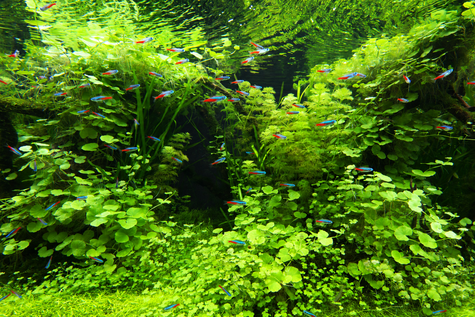 Side view of a jungle-style sorority aquarium with layered plants and sheltered spaces