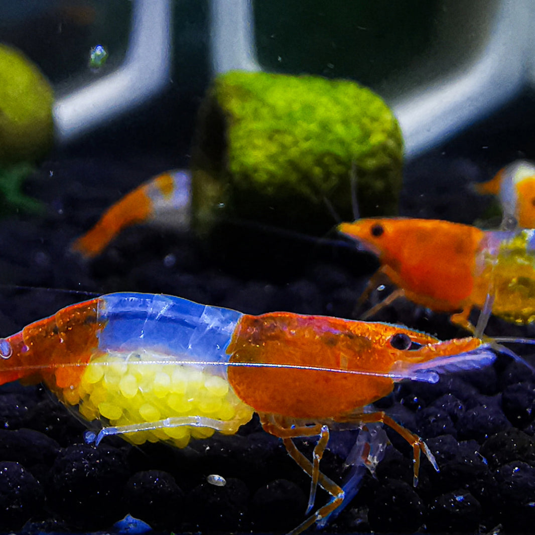 Orange Rilli Shop Caridina Shrimp: Discover The Tiny Universe – Tropicflow