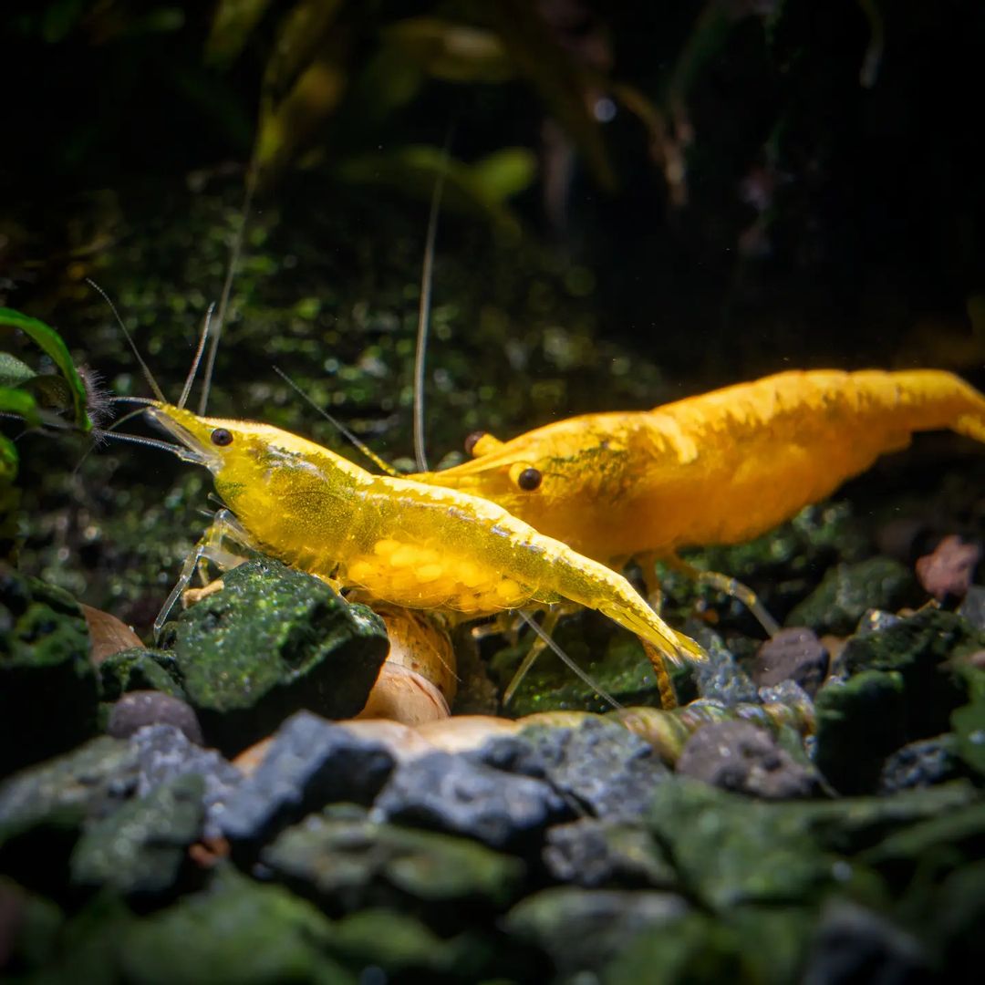 Female Yellow Golden Back Shrimp