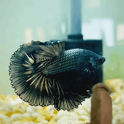 Black Copper Halfmoon Male Betta Fish