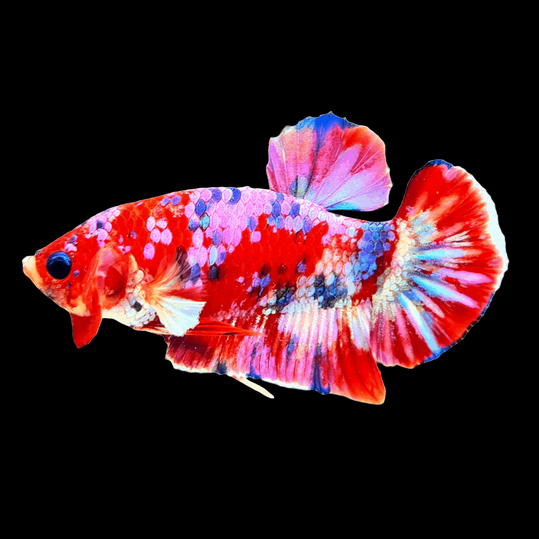 Koi Red Galaxy Male Betta Fish High Grade