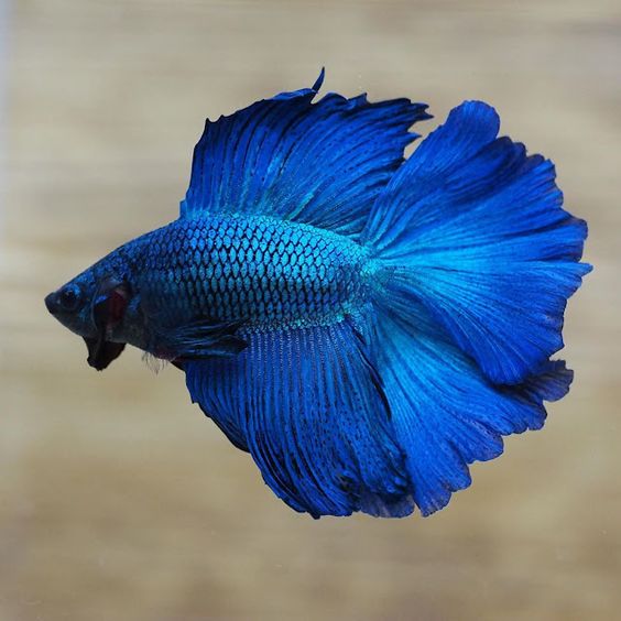 Super Blue Betta Fish Halfmoon Tail