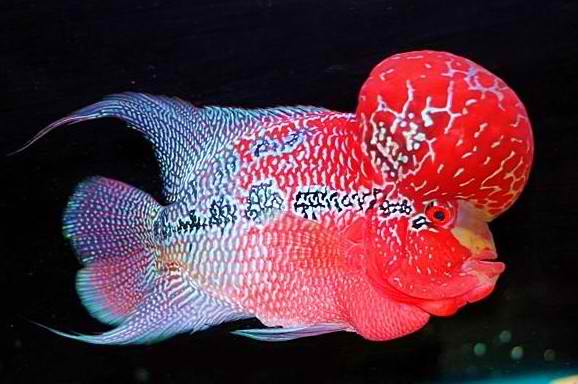 Super Red Dragon Flowerhorn Cichlid | High Grade | You Pick Fish