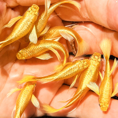 Full Gold 24K Ribbon Fin Guppy Fish