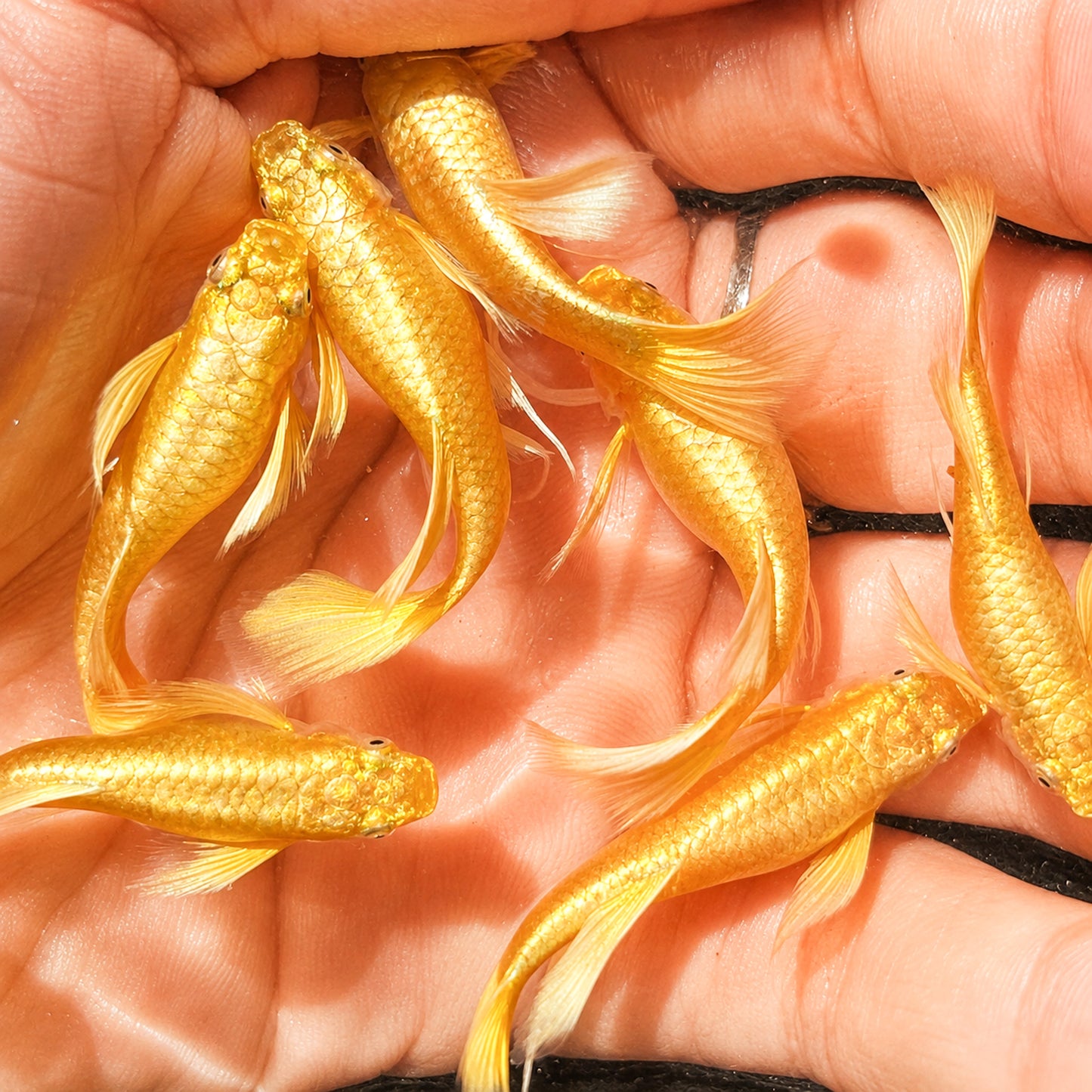 Full Gold 24K Ribbon Fin Guppy Fish
