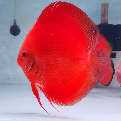 Full Red Albino Discus Fish Tropicflow