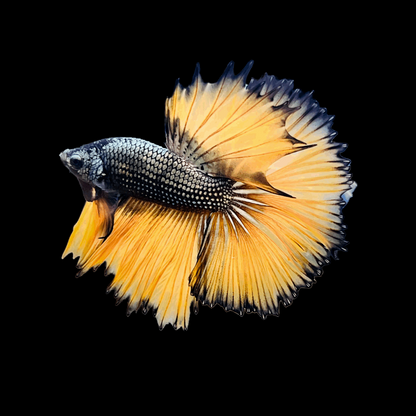 Mustard Gas Dragon Scale Female Betta Fish Copper Gas Halfmoon