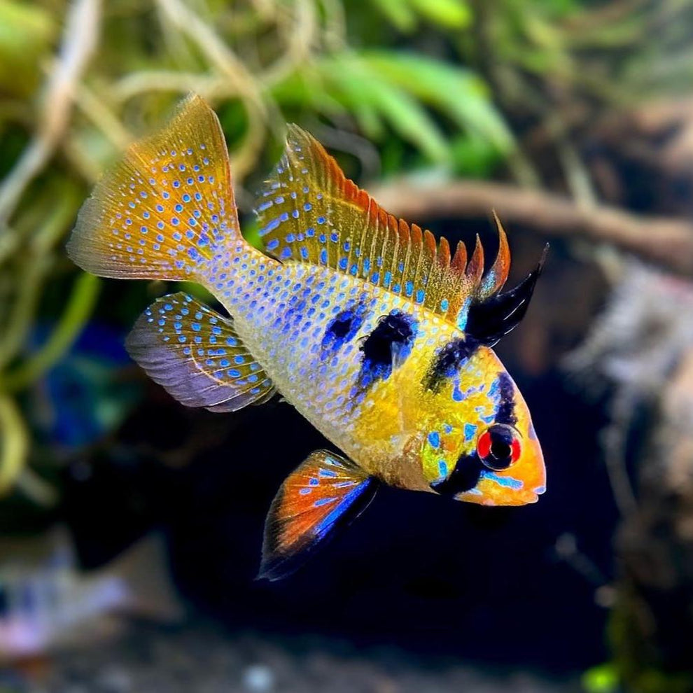 大家覺得有什麼不輸海水魚的淡水魚? | PH 8.4