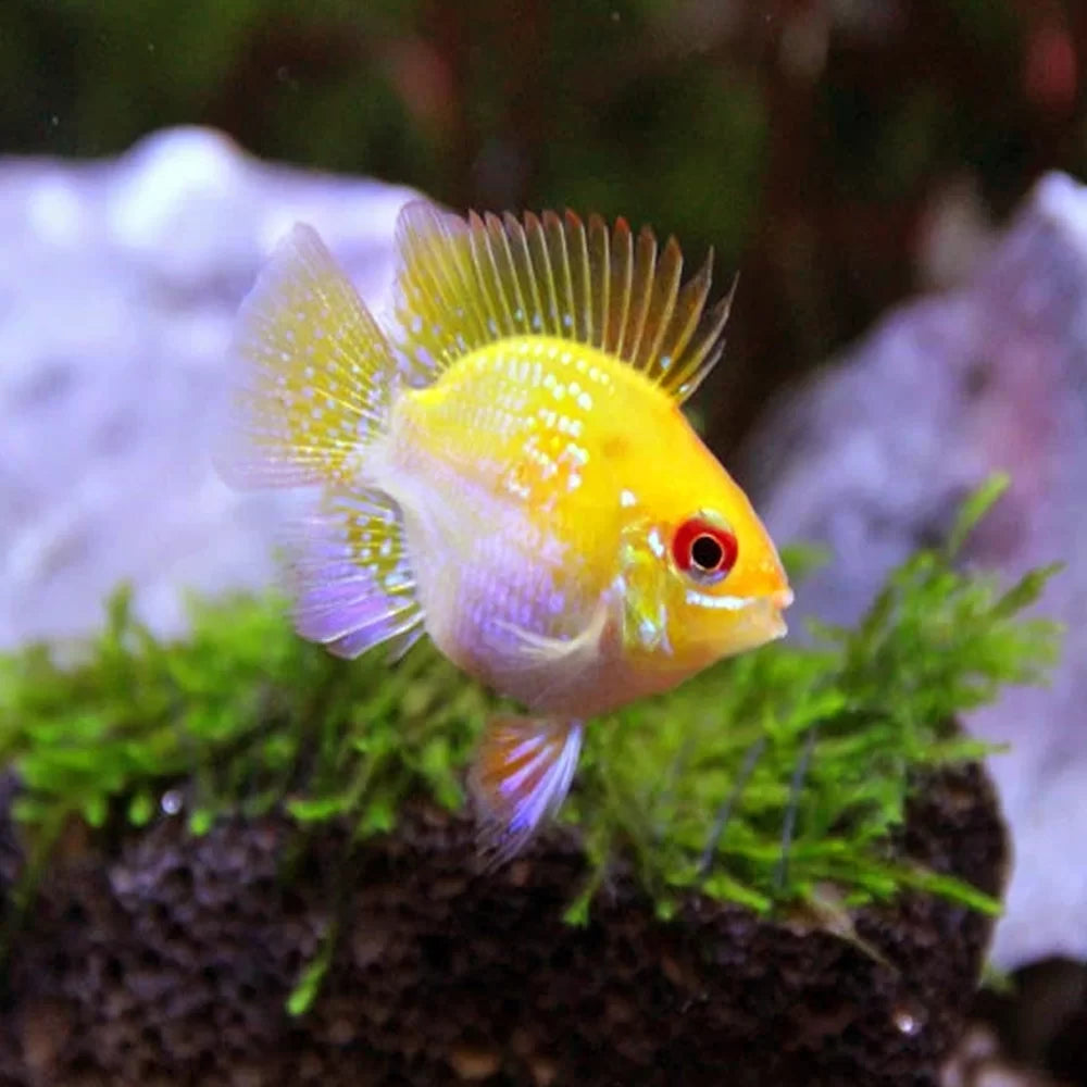 Garanman Raram German Gold Balloon Ram Cichlid