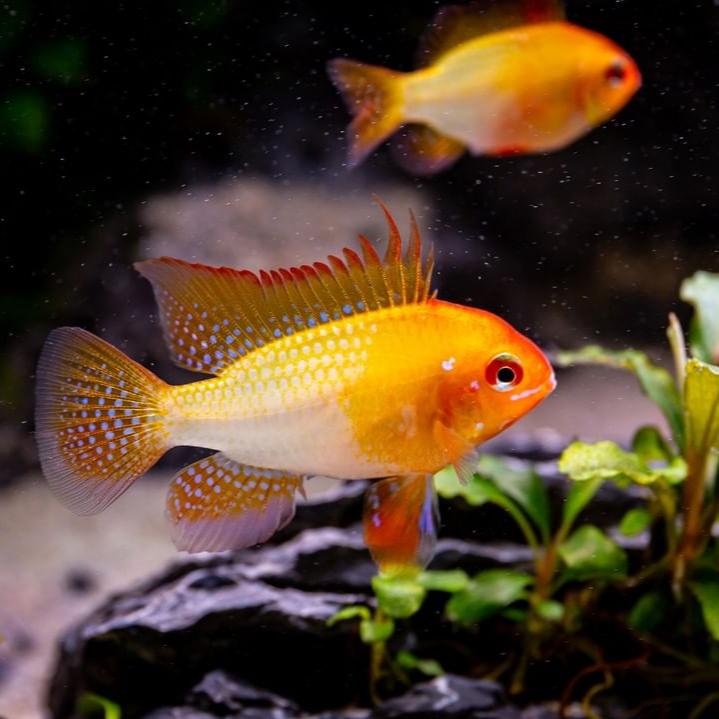 German Gold Ram Cichlid