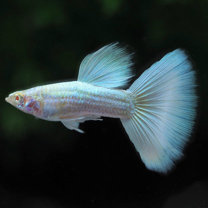 German White Guppy Fish
