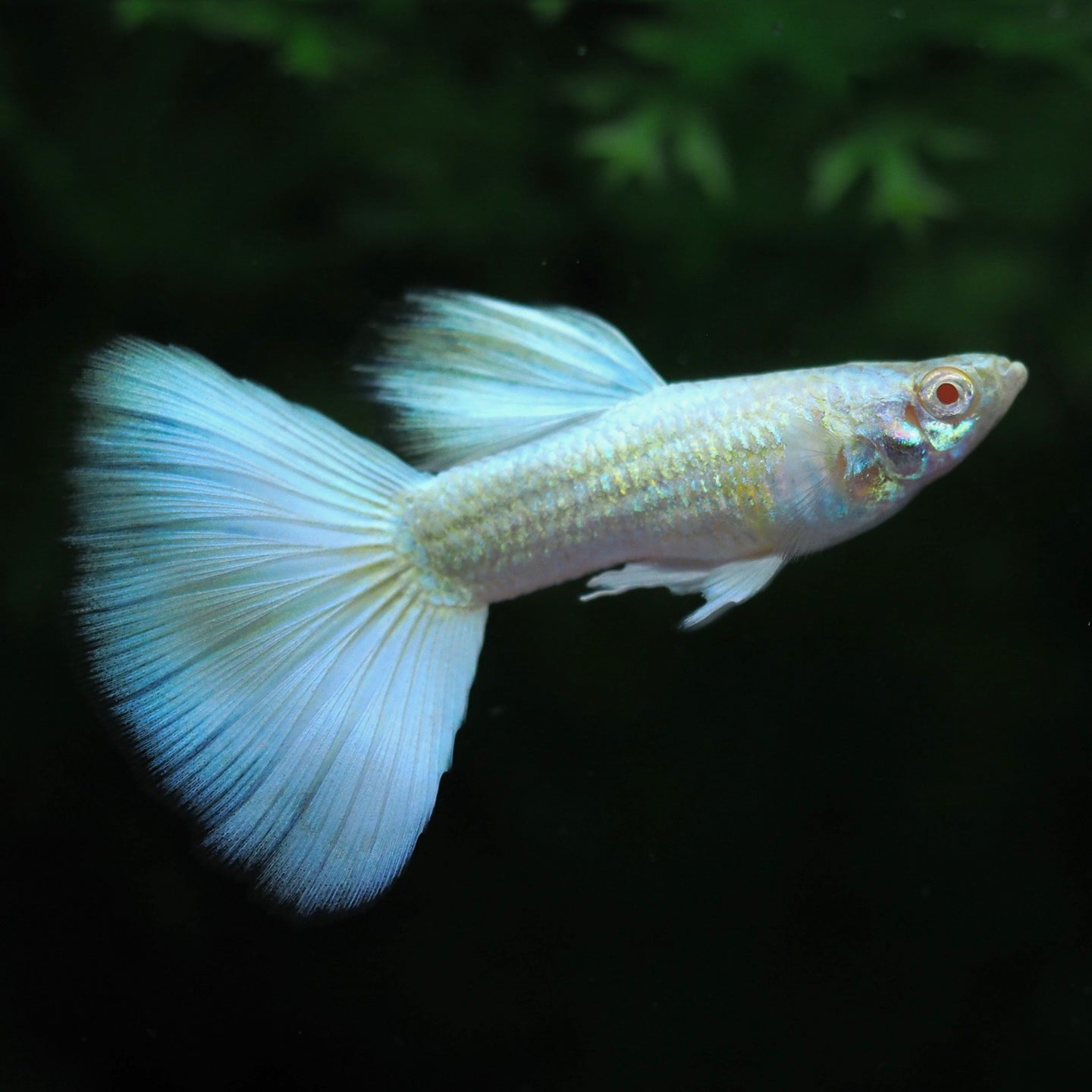 German White Guppy Fish