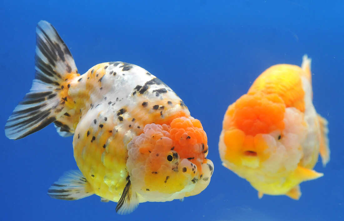 Red And White Double Chin Chuppy Face Ranchu Goldfish 2-2.5 Inches