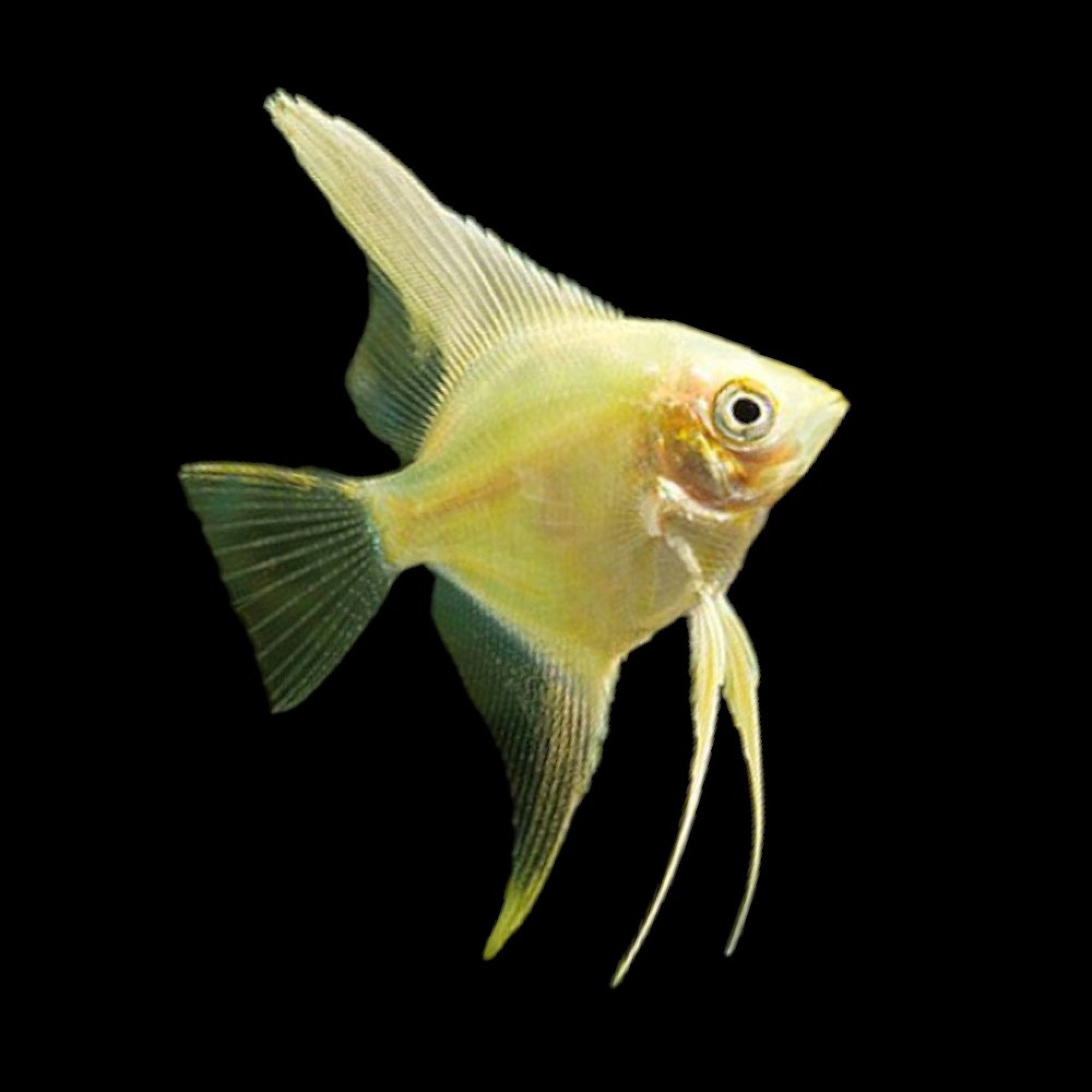 Gold Angelfish | Bright Golden Freshwater Angelfish for Aquariums ...