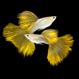 Gold Lace Snakeskin Guppy Fish