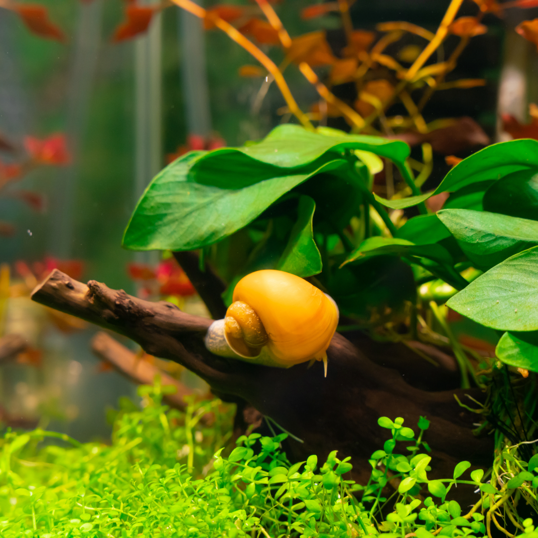 Gold Mystery Snail – Tropicflow
