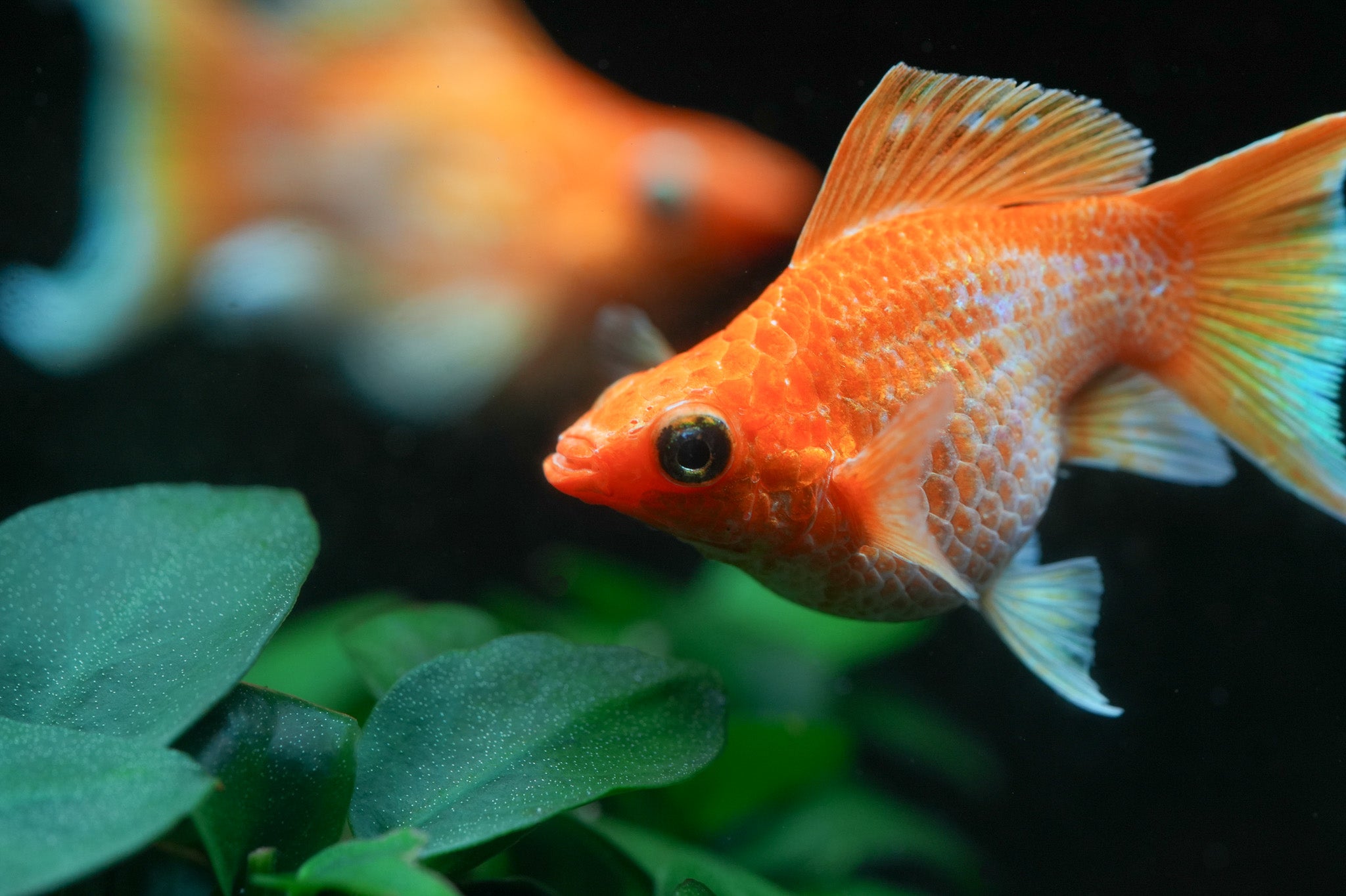 Golden Balloon Molly Round Tail – Tropicflow