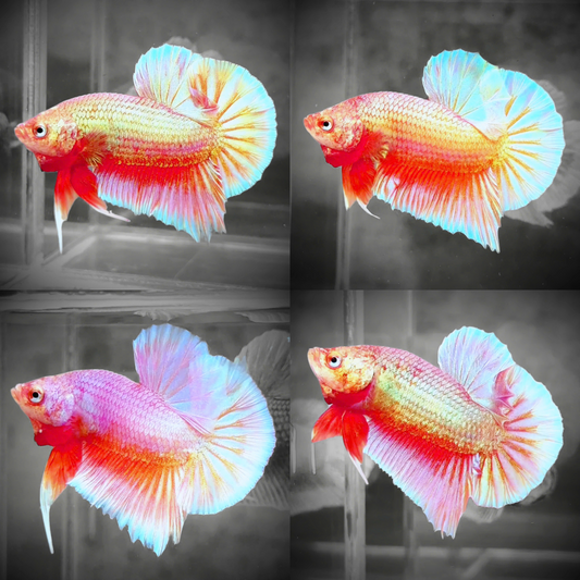 Golden Pink Plakat Male Betta Fish